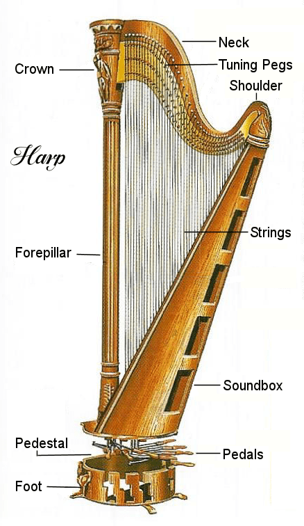 Harp Seal Diagram